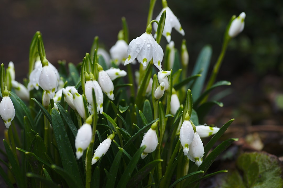 Honoring Your Loved Ones: Holcombe Brothers Funeral Home